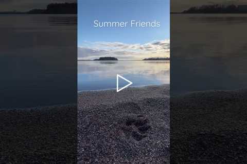 Dear Summer Friends - Paw Footprint In The Sand #shorts #paw #friends